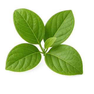 Gymnema Sylvestre, ingrediente natural de DiaCare